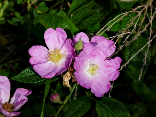 {Rosa setigera}